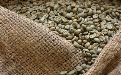 Guatemala : le joyau caché de la production de café de haute qualité