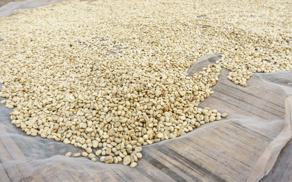 Caffè Specialty: un viaggio nei sapori unici - Cellini Caffè