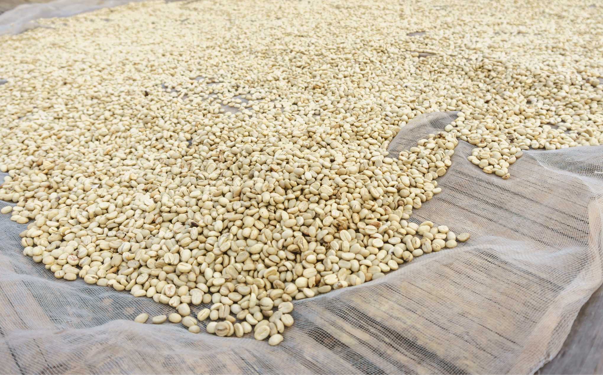 Caffè Specialty: un viaggio nei sapori unici - Cellini Caffè