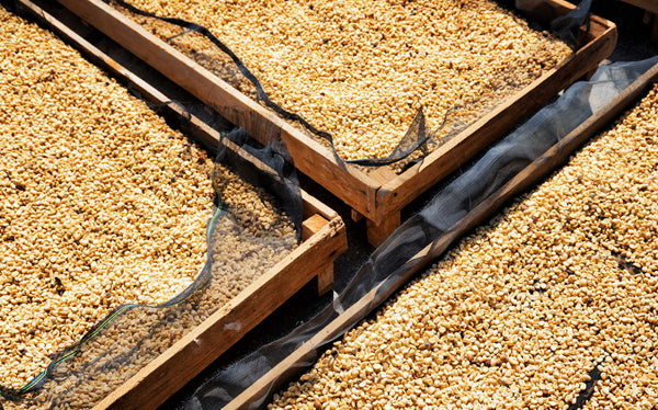 Méthodes de transformation des grains de café dans la plantation