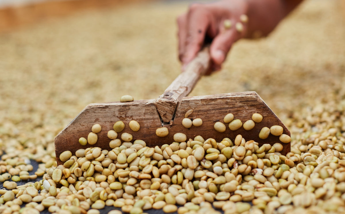 Vietnam: un paese in crescita nel settore del caffè - Cellini Caffè