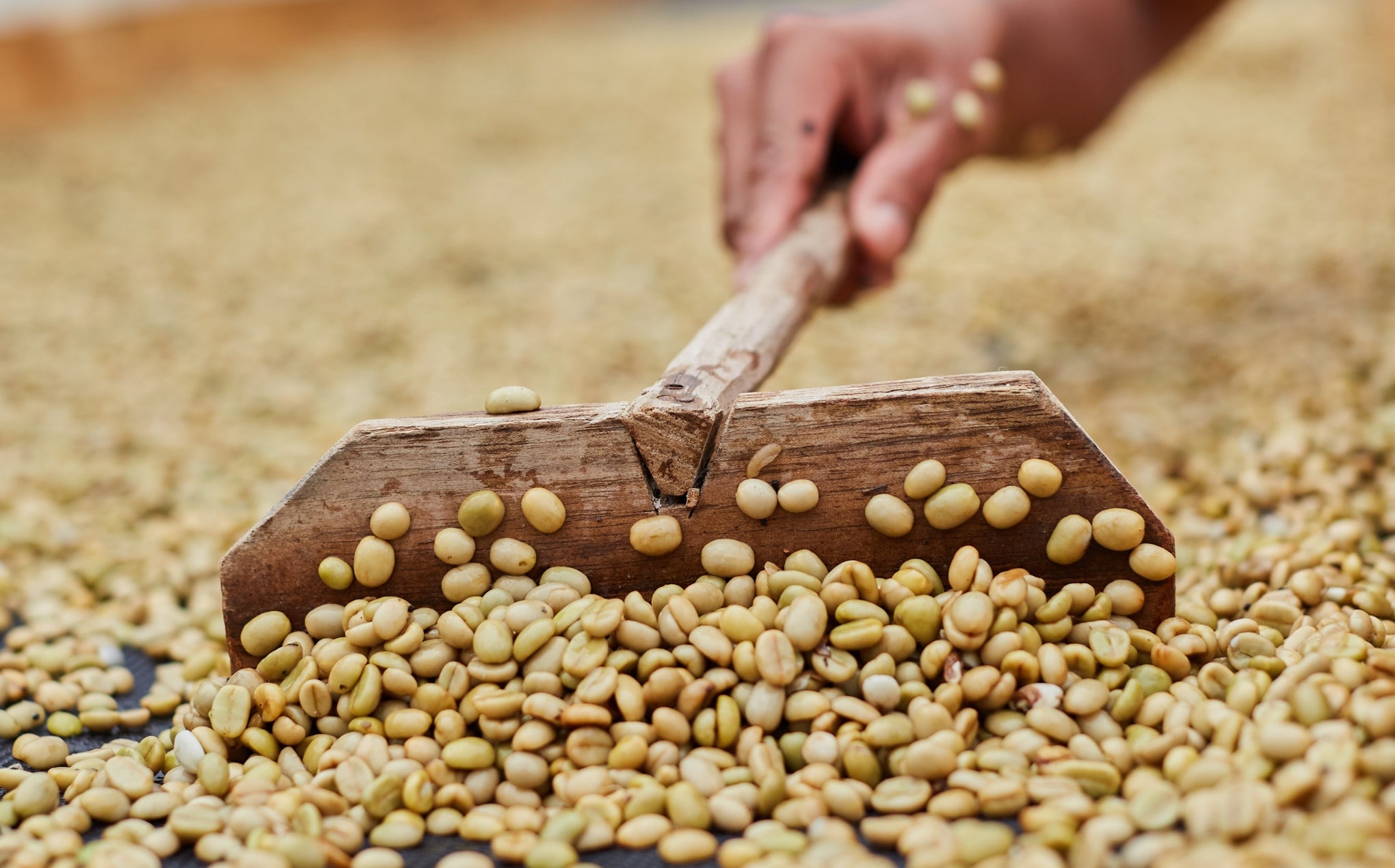 Vietnam: un paese in crescita nel settore del caffè - Cellini Caffè