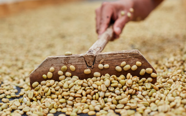 Vietnam: a growing country in the coffee sector