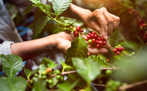 The most common coffee species: Arabica and Robusta
